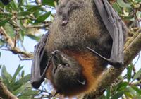 Flying fox