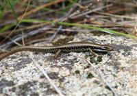 Skink