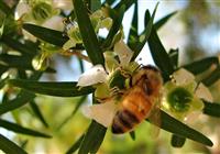 Teddy bear bee 