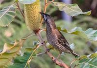 Wattle bird