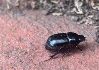 Garden beetle 