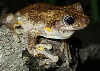 Litoria peronii - Jodie Rowley