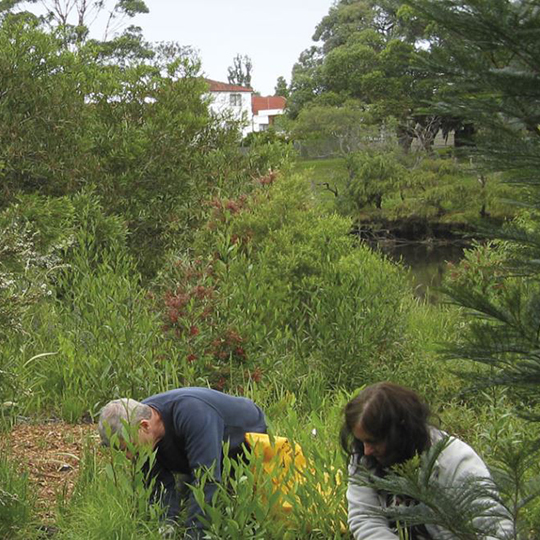 Bushcare at the Greenway