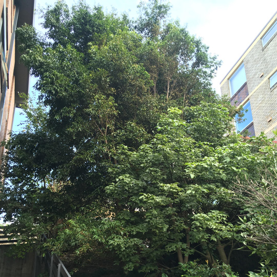 tree-540
