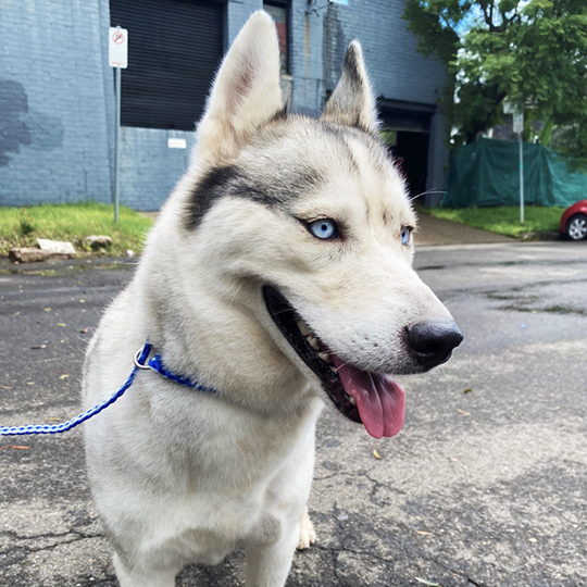 Alaska  the husky - 540px