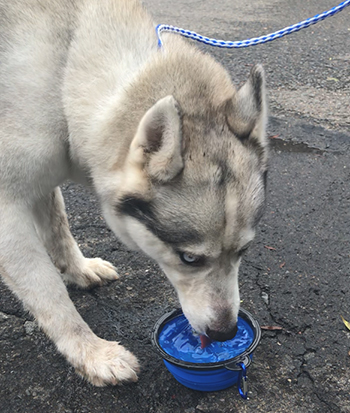 Alaska the husky