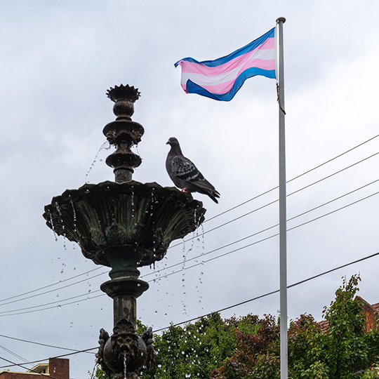 transgender flag 540px