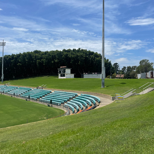 A grassy hill burnished with Moreton Bay fig trees at a suburban rugby league ground.