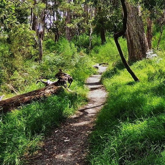 Bush track