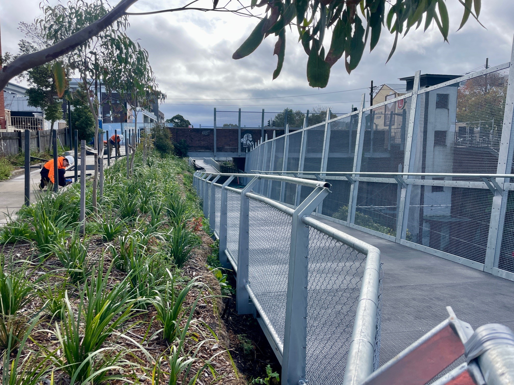 Dulwich Grove path plantings 2 July 2025