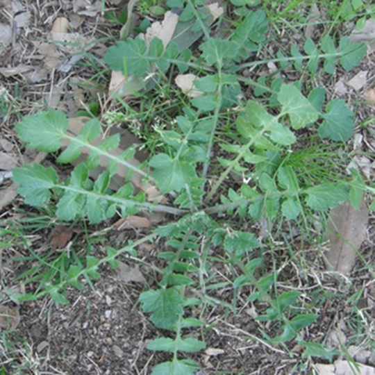 Broad leaf weeds