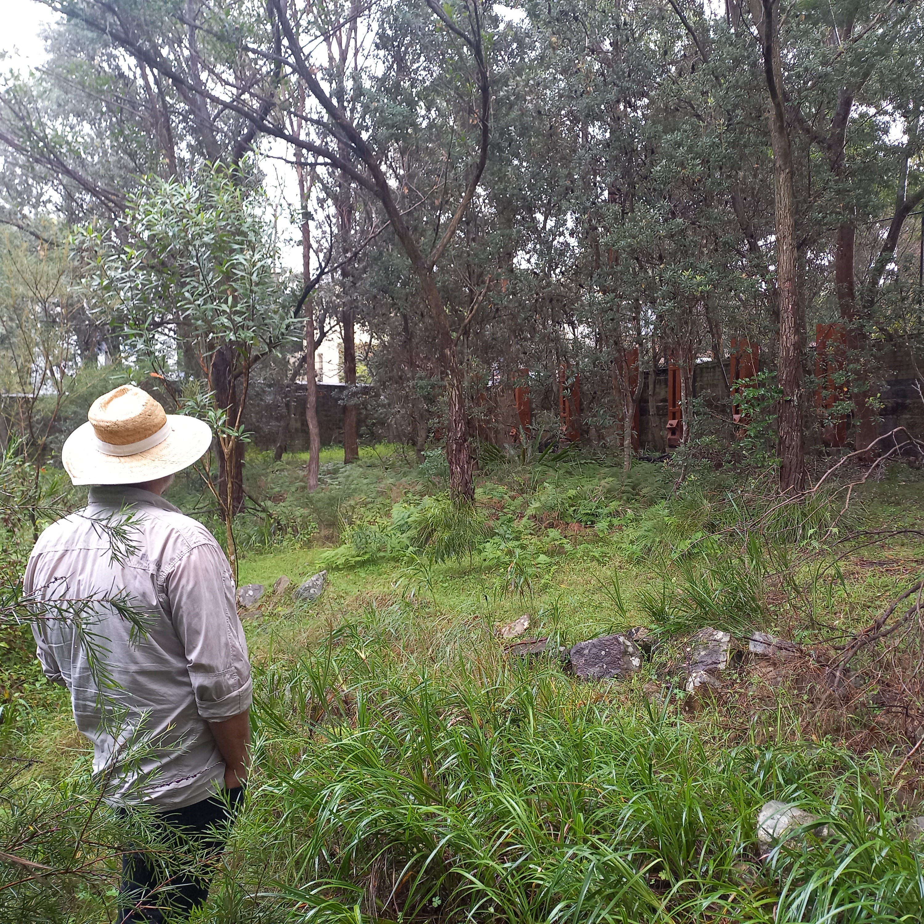 Mort Bay Park Bushcare, Birchgrove