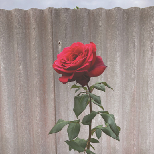 Legacy: New photo work by Denise Corrigan