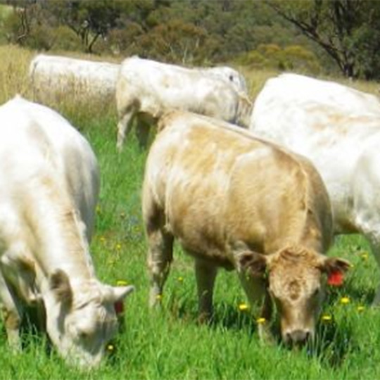 How Soil Health Affects The Climate & Human Health