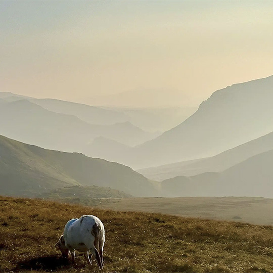 Hannaford Byrne Camera Annual Exhibition