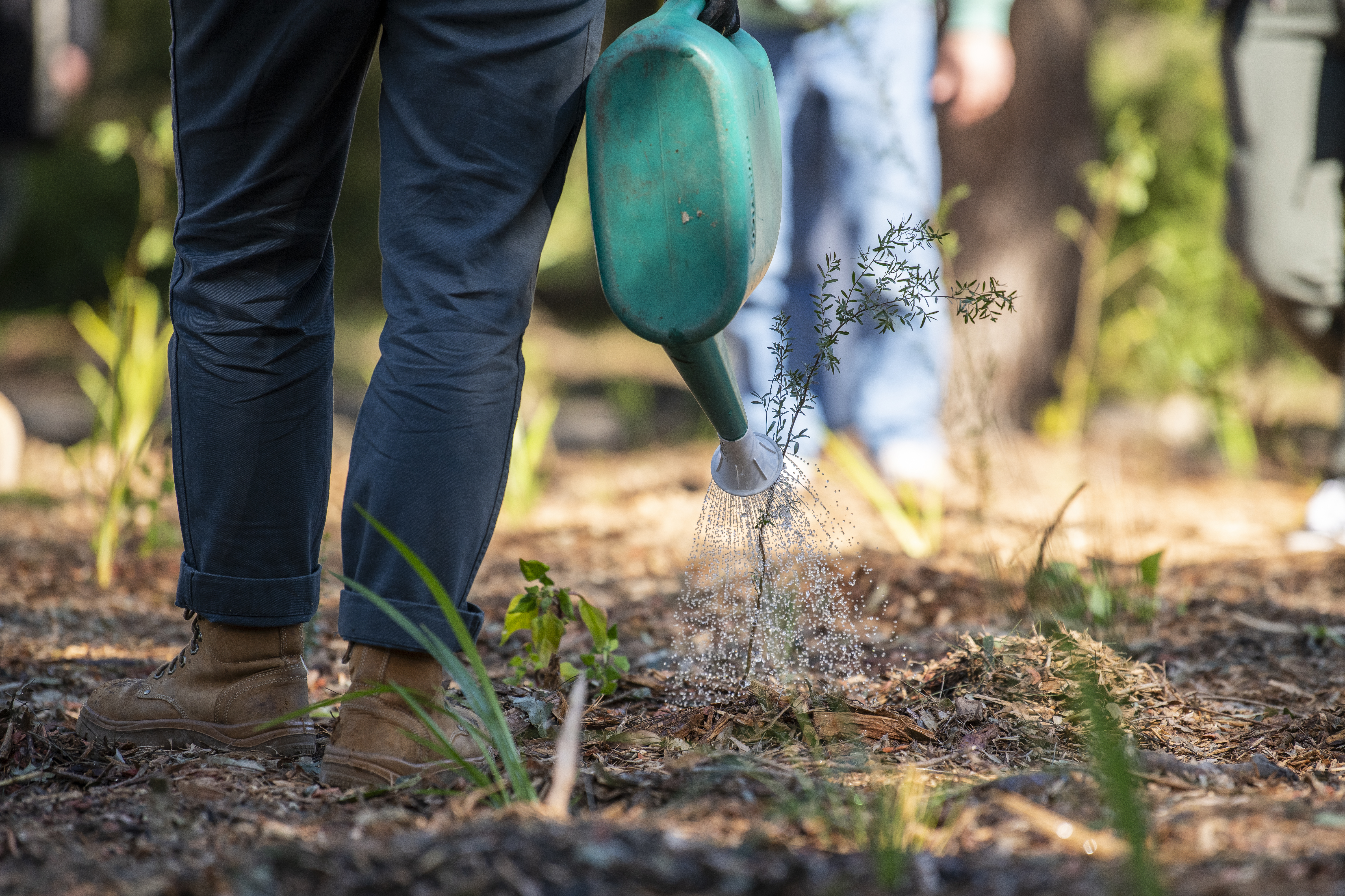 A person standing next to a sapling and watering it
