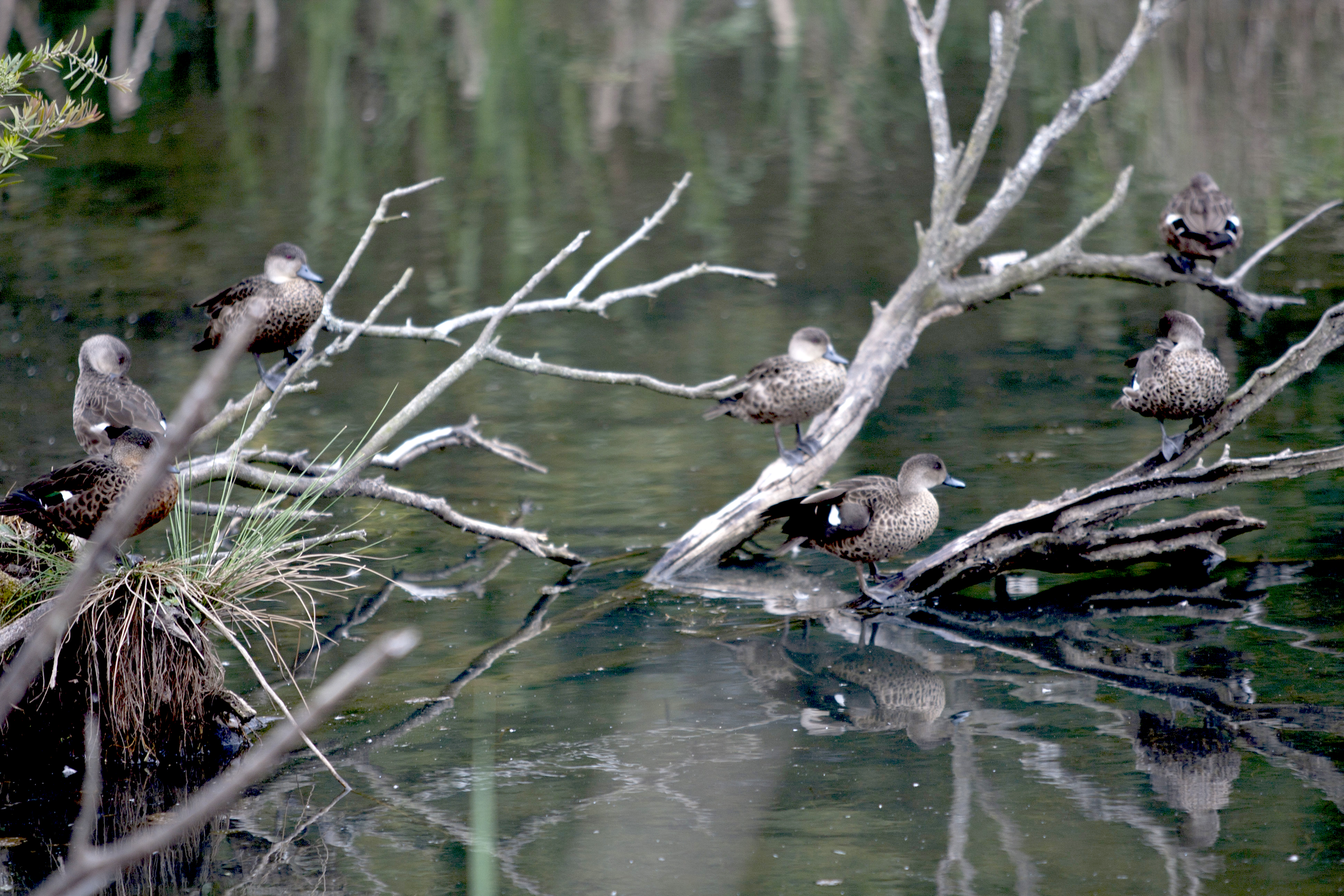 Ducks sitting on a log in still water