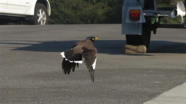 Common Minor flying over a road